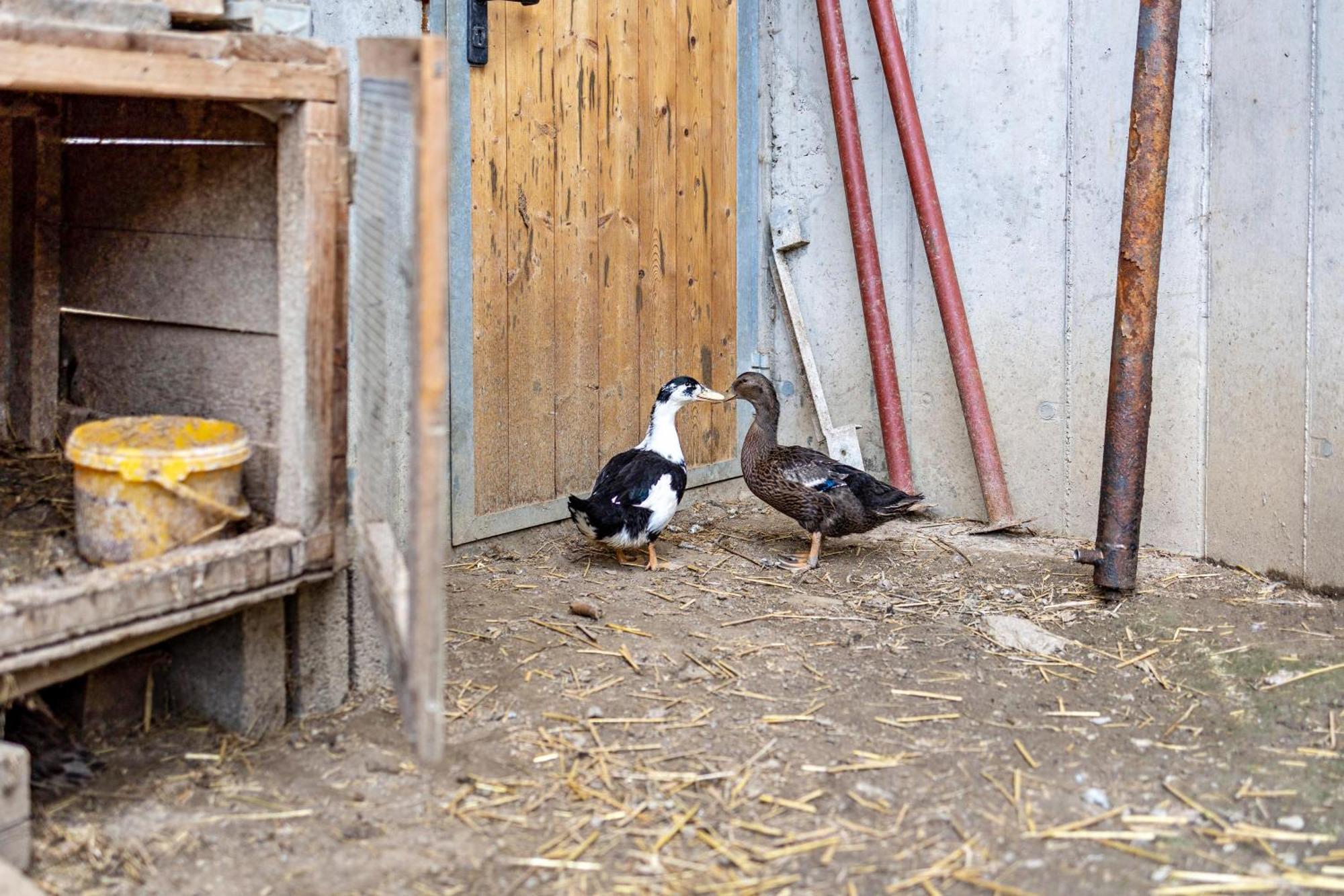 Bolser App Piz Da Peres San Vigilio Di Marebbe Habitación foto